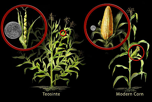 テオシントとトウモロコシ