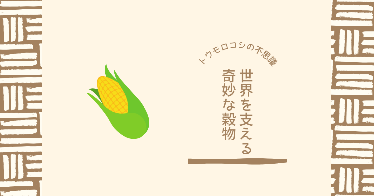 トウモロコシの不思議
