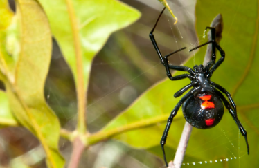 black widow spider